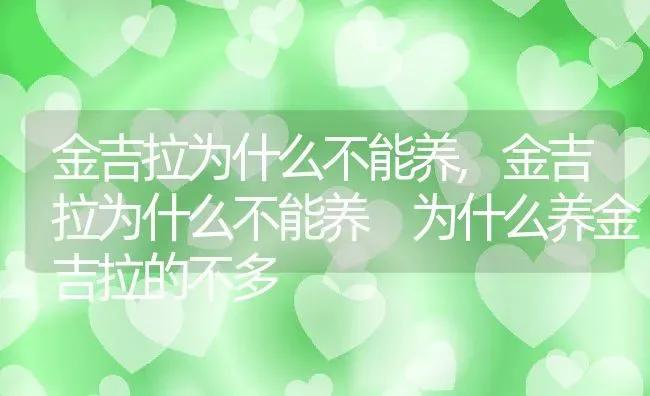 金吉拉为什么不能养,金吉拉为什么不能养 为什么养金吉拉的不多 | 养殖资料