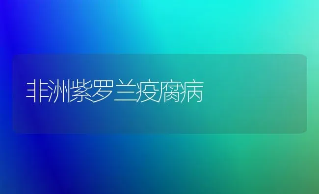 非洲紫罗兰疫腐病 | 养殖技术大全