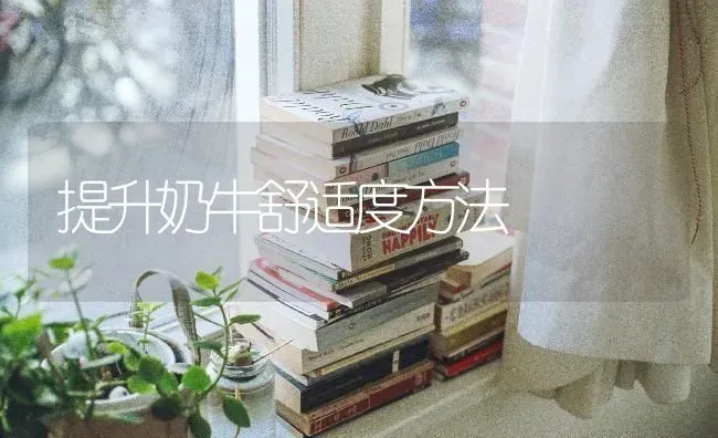 提升奶牛舒适度方法 | 养殖技术大全