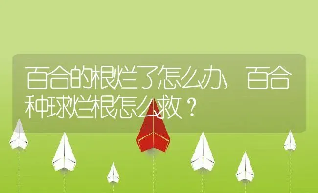 百合的根烂了怎么办,百合种球烂根怎么救？ | 养殖科普