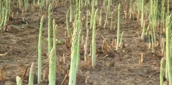 芦笋的产地和种植技术 | 实用知识