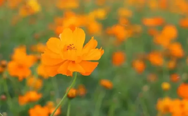 硫华菊什么时候播种最好,芒种适合播种什么花？