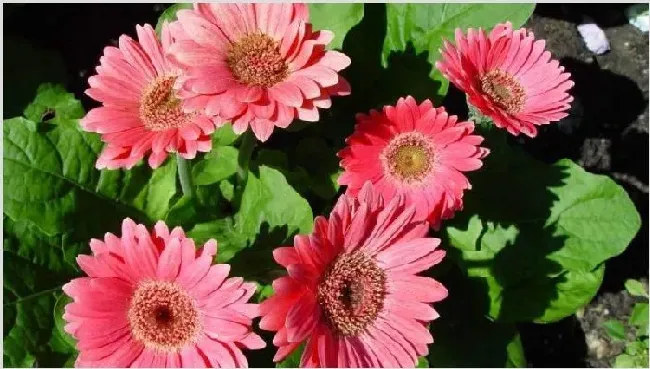 过年适合什么鲜花 | 三农知识
