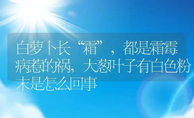 白萝卜长“霜”,都是霜霉病惹的祸,大葱叶子有白色粉末是怎么回事 | 养殖学堂