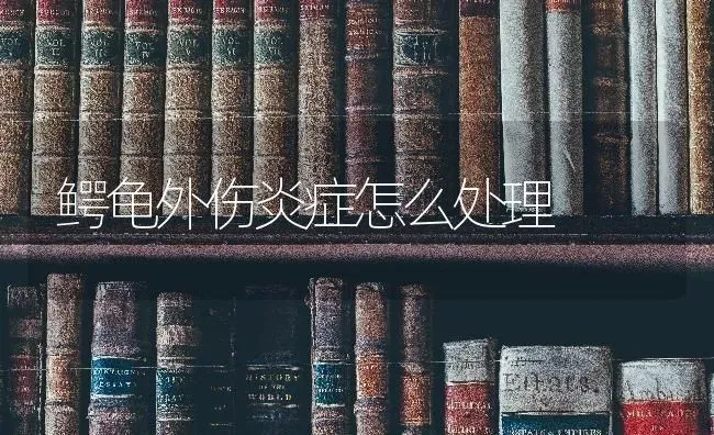 鳄龟外伤炎症怎么处理 | 养殖知识