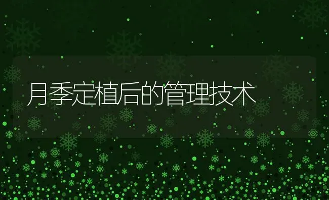 月季定植后的管理技术 | 养殖技术大全