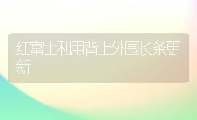 红富士利用背上外围长条更新 | 养殖知识