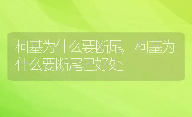 柯基为什么要断尾,柯基为什么要断尾巴好处 | 养殖资料