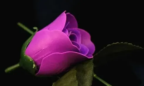 淡紫色玫瑰花语是什么,川崎玫瑰每种颜色寓意？