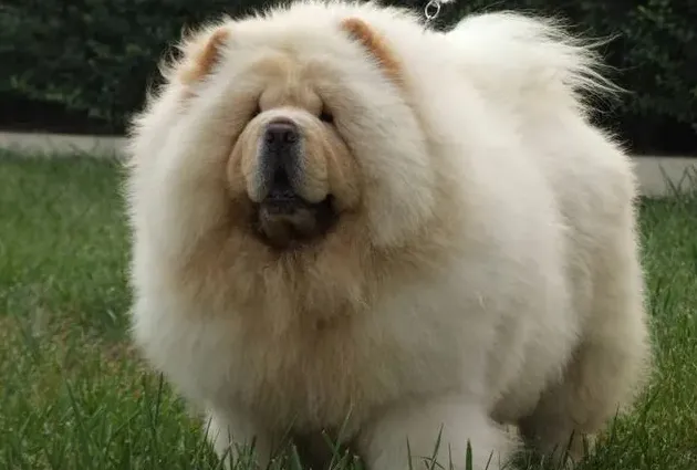 养松狮犬的十大好处,松狮的优缺点？