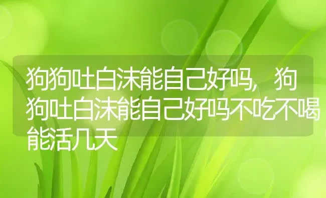 狗狗吐白沫能自己好吗,狗狗吐白沫能自己好吗不吃不喝能活几天 | 养殖科普