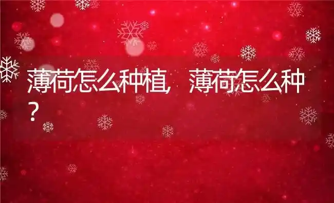 薄荷怎么种植,薄荷怎么种? | 养殖科普