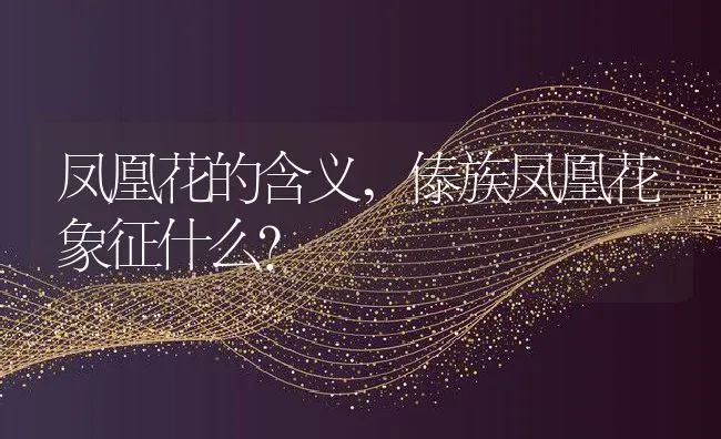 凤凰花的含义,傣族凤凰花象征什么？ | 养殖科普