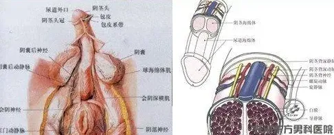 男性怎么能变大变粗,求使男性大腿和臀部变粗变厚的锻炼方法？