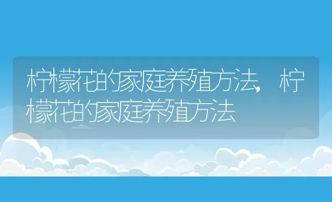 柠檬花的家庭养殖方法,柠檬花的家庭养殖方法 | 养殖科普