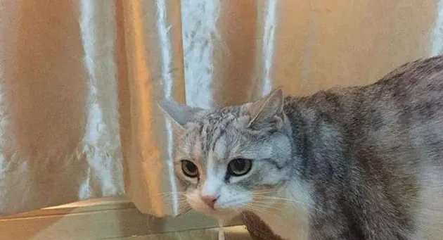 猫咪吐猫粮是什么原因,猫吐猫粮怎么办？