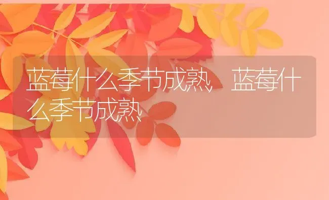 蓝莓什么季节成熟,蓝莓什么季节成熟 | 养殖科普