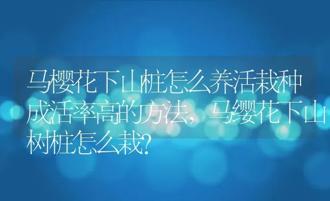 马樱花下山桩怎么养活栽种成活率高的方法,马缨花下山树桩怎么栽？ | 养殖学堂