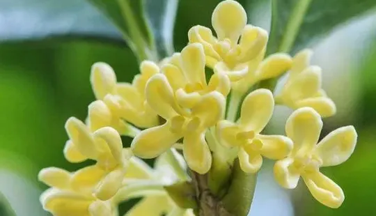 桂花怎么养才能更旺盛,桂花怎样施肥才壮根？
