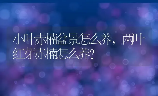 小叶赤楠盆景怎么养,两叶红芽赤楠怎么养？ | 养殖科普