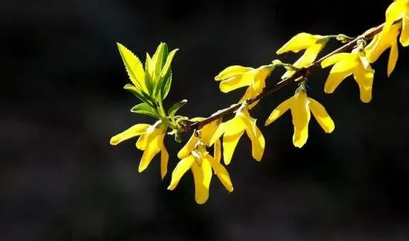 连翘花的寓意和象征 | 三农知识