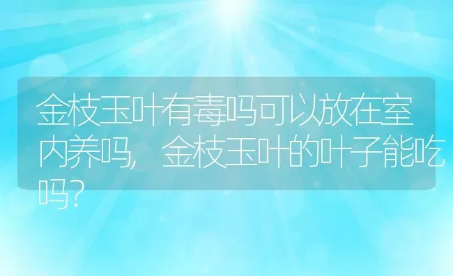 金枝玉叶有毒吗可以放在室内养吗,金枝玉叶的叶子能吃吗？ | 养殖科普