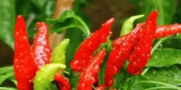 冬春茬栽培辣椒做好这九大要点,产量与效益不会低! | 实用知识