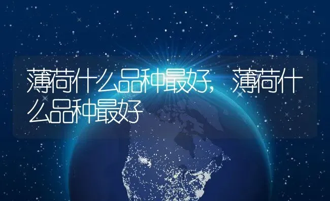 薄荷什么品种最好,薄荷什么品种最好 | 养殖科普