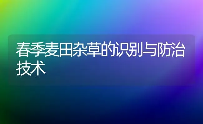 春季麦田杂草的识别与防治技术 | 养殖知识