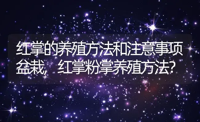 红掌的养殖方法和注意事项盆栽,红掌粉掌养殖方法？ | 养殖科普