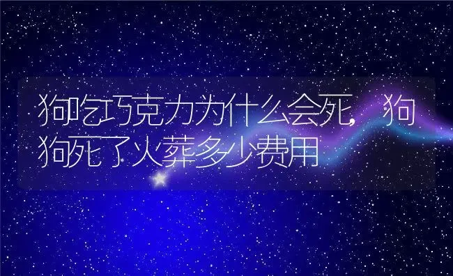 狗吃巧克力为什么会死,狗狗死了火葬多少费用 | 养殖资料