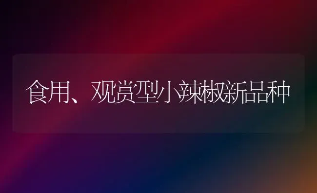 食用、观赏型小辣椒新品种 | 养殖技术大全