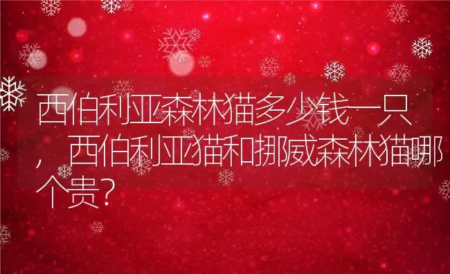 西伯利亚森林猫多少钱一只,西伯利亚猫和挪威森林猫哪个贵？ | 养殖学堂