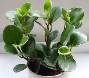 小型假山怎么栽绿植,鱼缸假山怎么种植物？