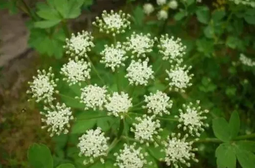 特色药用蜜源植物白花前胡/小豆新品种龙小豆4号字 | 妙招大全