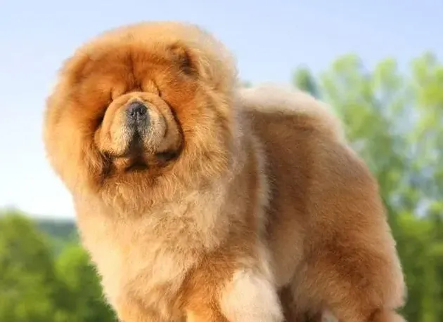 养松狮犬的十大好处,松狮的优缺点？
