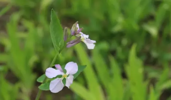 诸葛菜怎么做好吃 | 三农知识