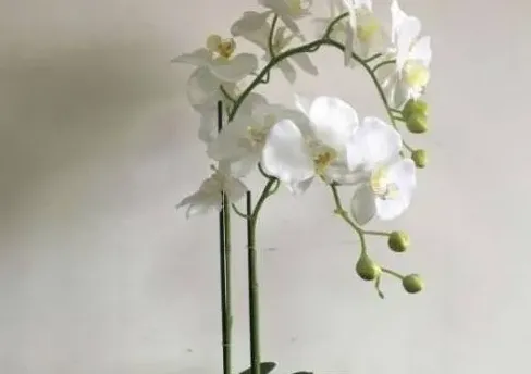 蝴蝶兰什么时候换盆最好,蝴蝶兰换盆后多久可以浇水？