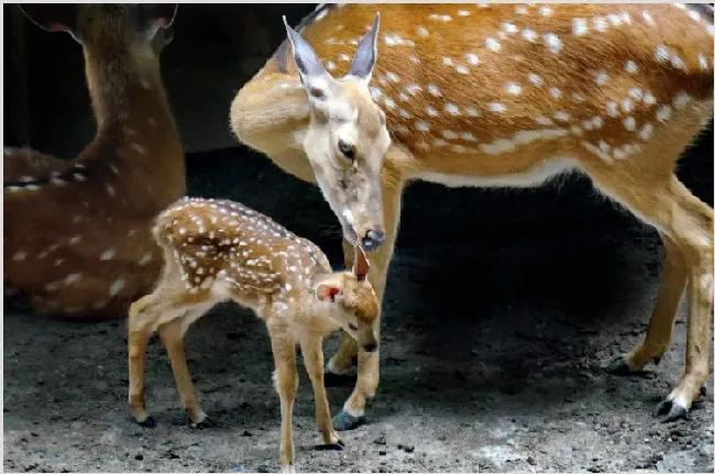 梅花鹿养殖前景及效益 | 妙招大全