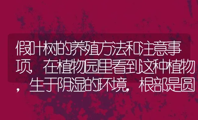 假叶树的养殖方法和注意事项,在植物园里看到这种植物，生于阴湿的环境，根部是圆形，像小洋葱一样？ | 养殖科普