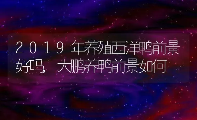 2019年养殖西洋鸭前景好吗,大鹏养鸭前景如何 | 养殖学堂