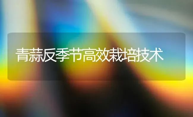 青蒜反季节高效栽培技术 | 养殖知识