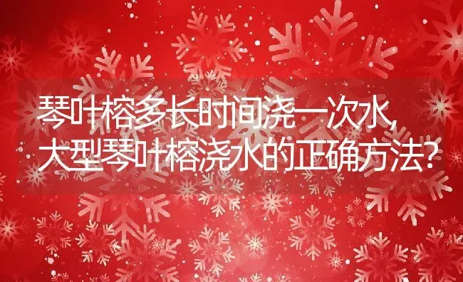 琴叶榕多长时间浇一次水,大型琴叶榕浇水的正确方法？ | 养殖科普