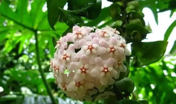 球兰花有毒吗 | 妙招大全