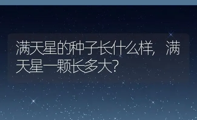 满天星的种子长什么样,满天星一颗长多大？ | 养殖科普