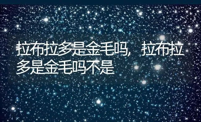 拉布拉多是金毛吗,拉布拉多是金毛吗不是 | 养殖科普