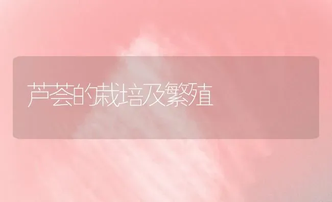 芦荟的栽培及繁殖 | 养殖技术大全