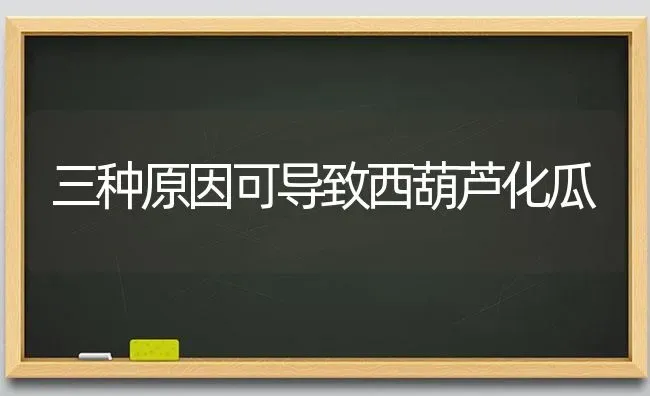 三种原因可导致西葫芦化瓜 | 养殖知识