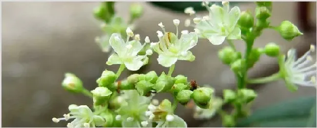 蓼科植物的主要特征 | 农广天地