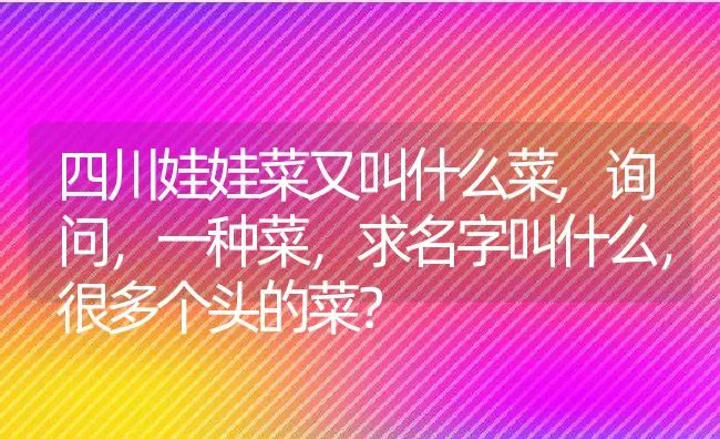 四川娃娃菜又叫什么菜,询问，一种菜，求名字叫什么，很多个头的菜？ | 养殖科普